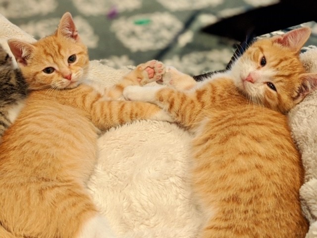 Two is Better Than One: Foster Kittens Clapton and Vaughan