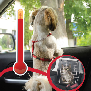 See a Dog in a Hot Car?  Here is What You Can Do.