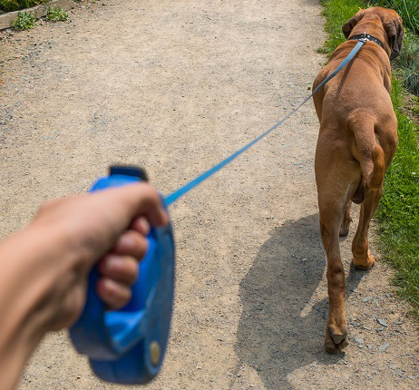 The Problem with Retractable Leashes…