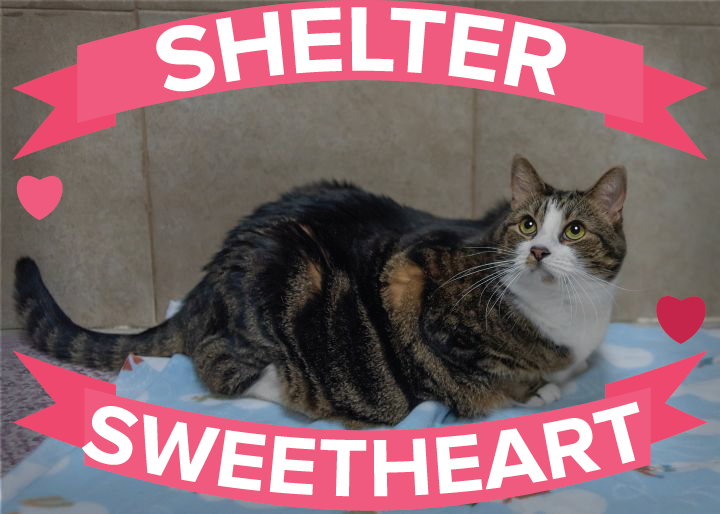 Shelter Sweetheart Week