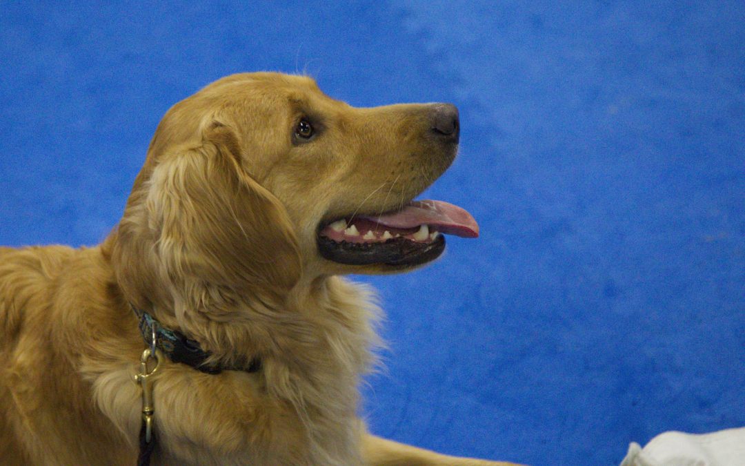 What is the Golden Retriever Lifetime Study?