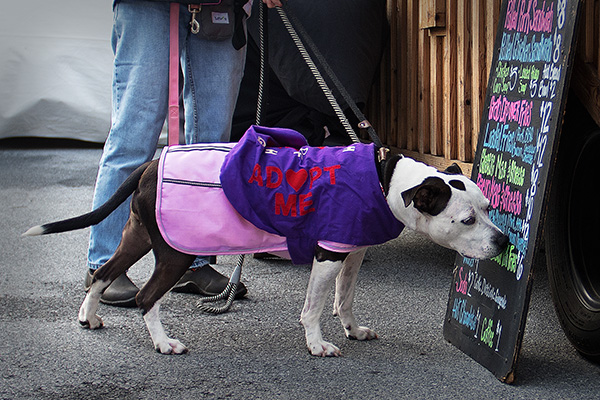 Volunteer | Humane Society Of Harrisburg Area