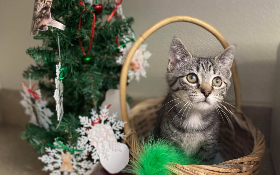 Media Alert: Help Pets Find a Home for the Holidays at the Humane Society of Harrisburg Area’s Holiday Adopt-a-Thon