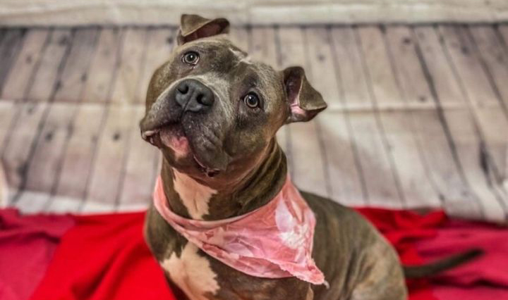 Media Alert: Love is in the Air at HSHA Shelter Sweetheart Week