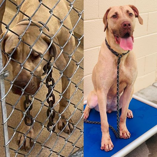 Two Dogs Find Hope at HSHA