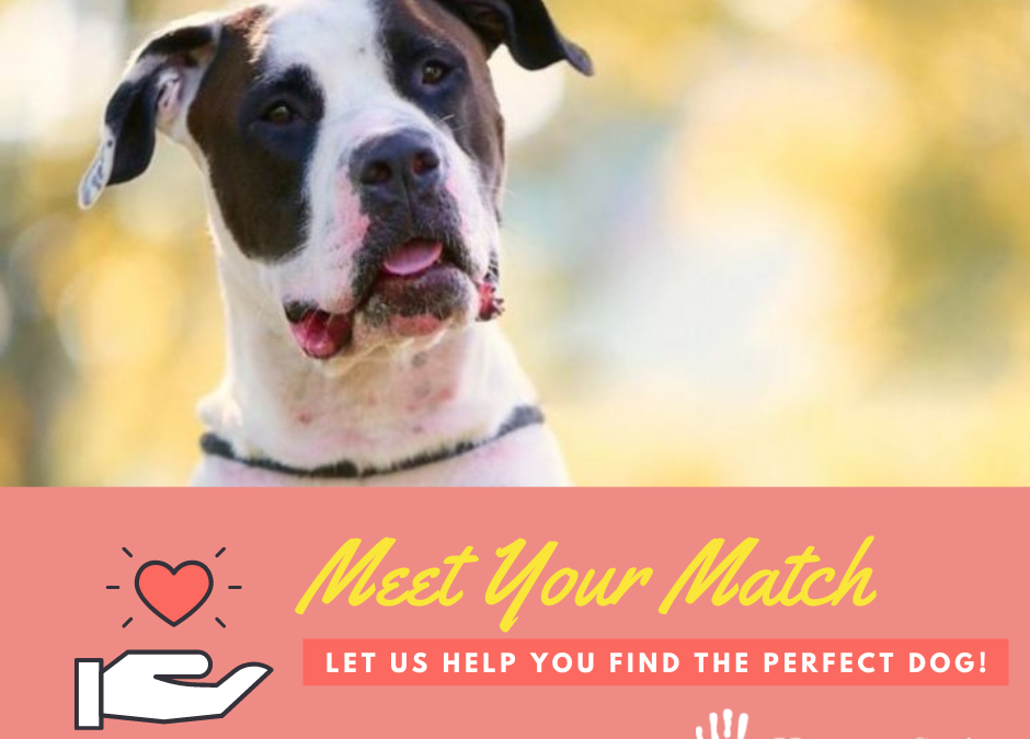Humane Society of Harrisburg Area Introduces Foster-to-Adopt Longest Resident Program, “Meet Your Match”