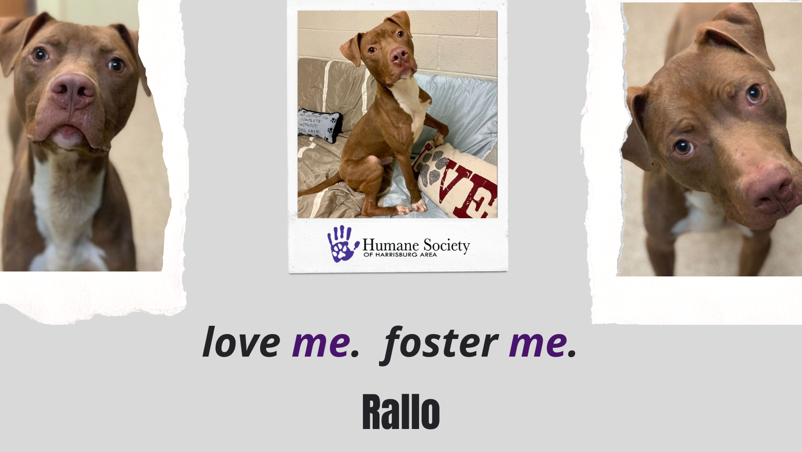 Fosters Needed - Humane Society of Harrisburg Area Fosters Needed - Humane Society of Harrisburg Area
