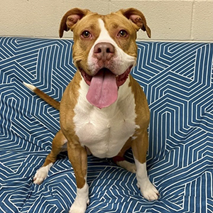 Adoptable Pets - Humane Society Of Harrisburg Area