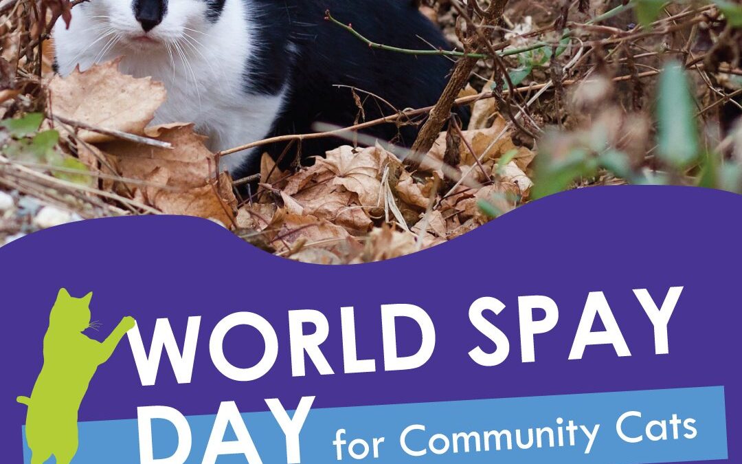 World Spay Day